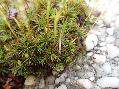 Polytrichum ohioense, photographed by John Abrams