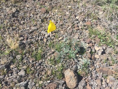 Eschscholzia glyptosperma, photographed by CK2AZ