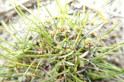 Isolepis basilaris, photographed by Arnim Littek