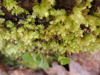 Aulacomnium heterostichum, photographed by John Abrams