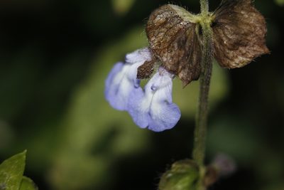Salvia compsostachys, photographed by Juan Cruzado Cortés