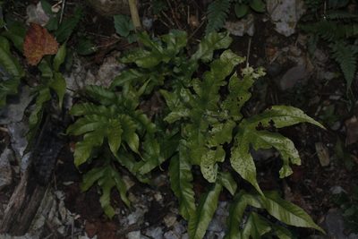 Tectaria heracleifolia, photographed by Juan Cruzado Cortés