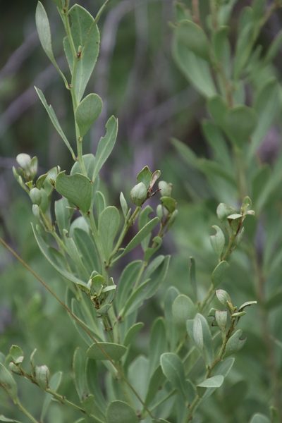 Gymnosporia heterophylla, photographed by Tony Rebelo
