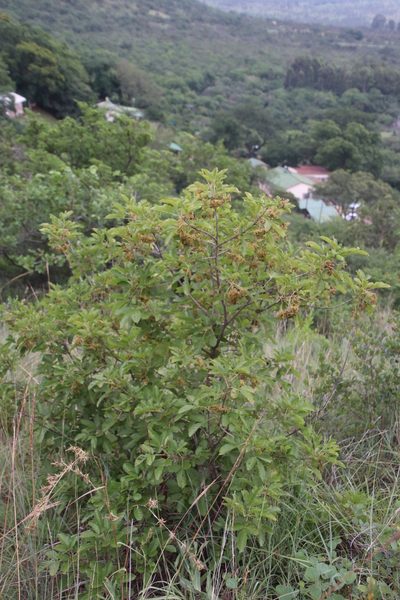Vitex obovata, photographed by Tony Rebelo