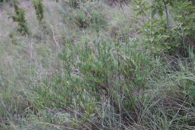Cryptolepis oblongifolia, photographed by Tony Rebelo