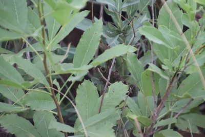 Searsia rogersii, photographed by Tony Rebelo