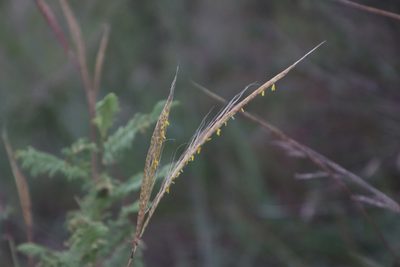 Trachypogon spicatus, photographed by Tony Rebelo