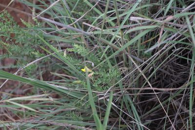 Pearsonia aristata, photographed by Tony Rebelo