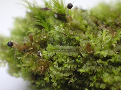 Mesoptychia turbinata, photographed by George Greiff