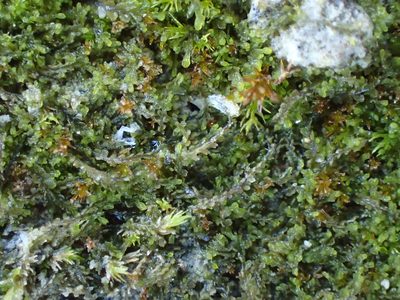 Mesoptychia turbinata, photographed by George Greiff