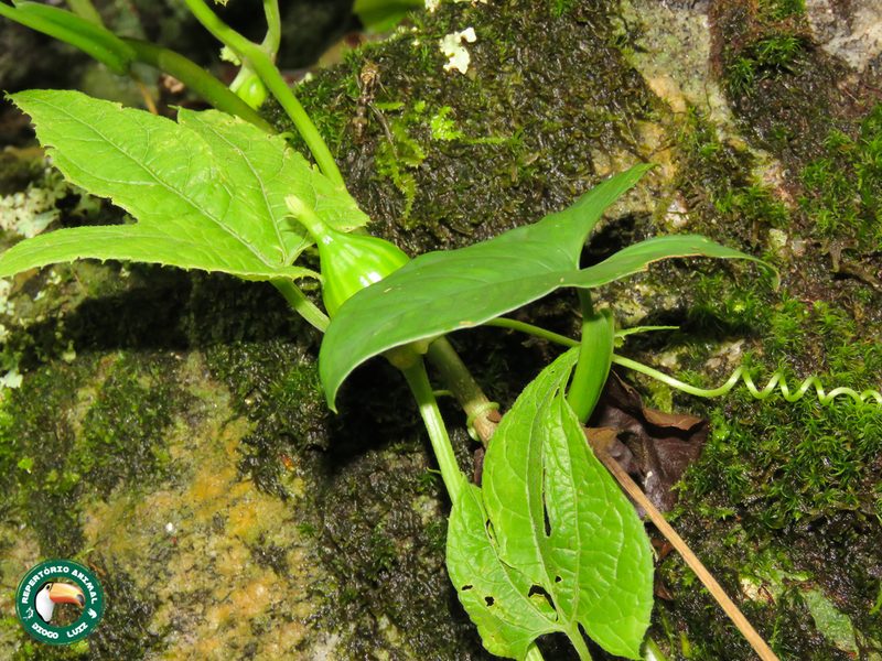 Wilbrandia verticillata, photographed by Diogo Luiz