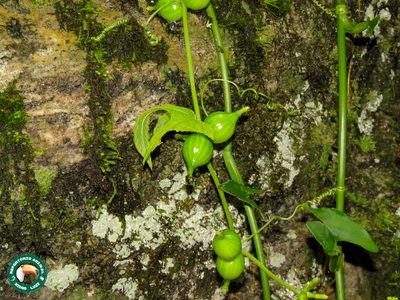 Wilbrandia verticillata, photographed by Diogo Luiz