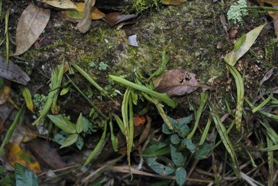 Pleopeltis polylepis, photographed by Juan Cruzado Cortés