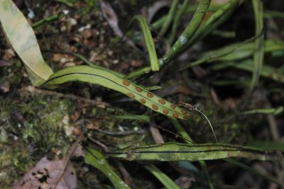 Pleopeltis polylepis, photographed by Juan Cruzado Cortés