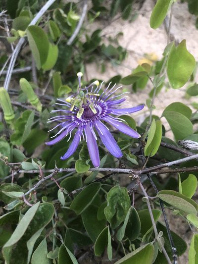 Passiflora subrotunda, photographed by Tim Hirsch