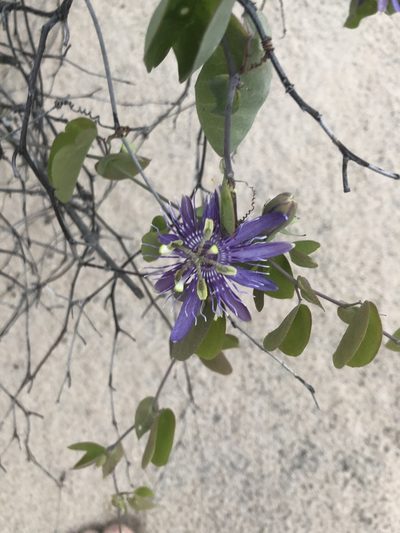 Passiflora subrotunda, photographed by Tim Hirsch