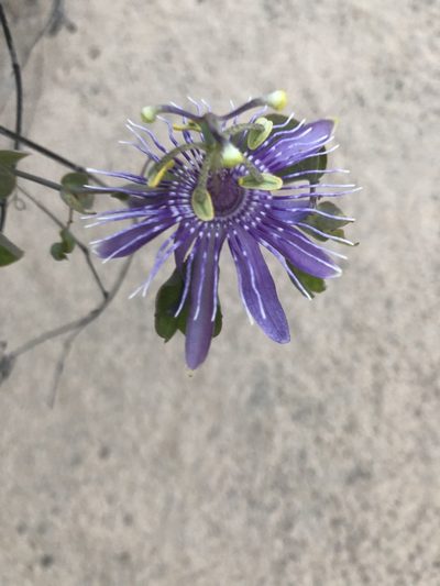 Passiflora subrotunda, photographed by Tim Hirsch