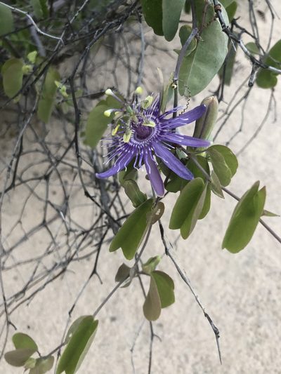 Passiflora subrotunda, photographed by Tim Hirsch