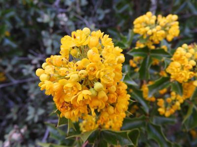 Berberis eutriphylla, photographed by Leticia Jiménez Hernández