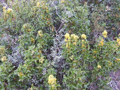 Berberis eutriphylla, photographed by Leticia Jiménez Hernández