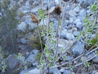 Calanticaria greggii, photographed by Leticia Jiménez Hernández