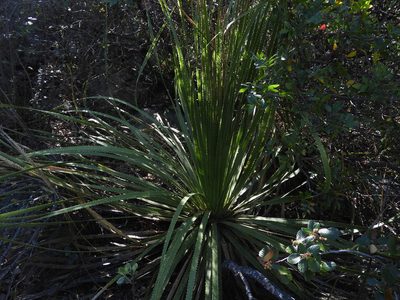 Dasylirion cedrosanum, photographed by Leticia Jiménez Hernández