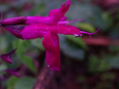Salvia albiterrarum, photographed by Arturo Castro Castro