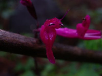 Salvia albiterrarum, photographed by Arturo Castro Castro