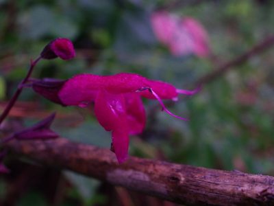 Salvia albiterrarum, photographed by Arturo Castro Castro