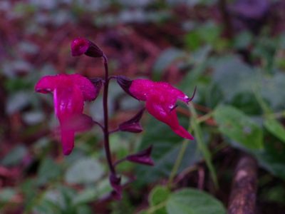 Salvia albiterrarum, photographed by Arturo Castro Castro