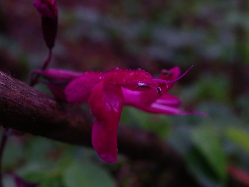 Salvia albiterrarum, photographed by Arturo Castro Castro