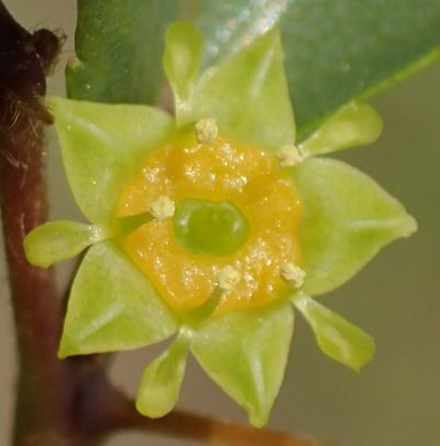 Ziziphus zeyheriana, photographed by Nicola van Berkel