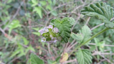 Lantana grisebachii, photographed by demianlescano
