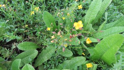 Scoparia montevidensis, photographed by demianlescano