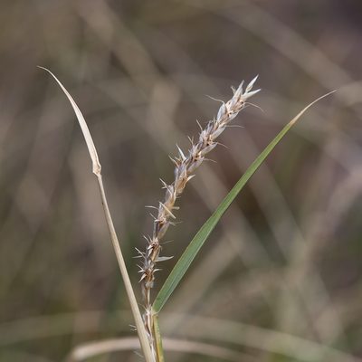 Astrebla lappacea, photographed by Kym Nicolson