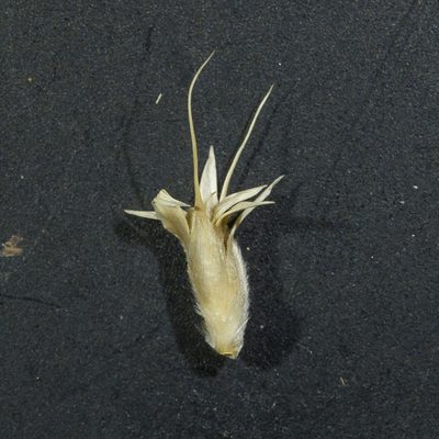 Astrebla lappacea, photographed by Kym Nicolson