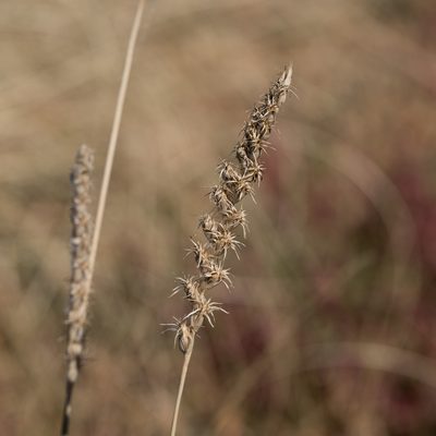 Astrebla squarrosa, photographed by Kym Nicolson