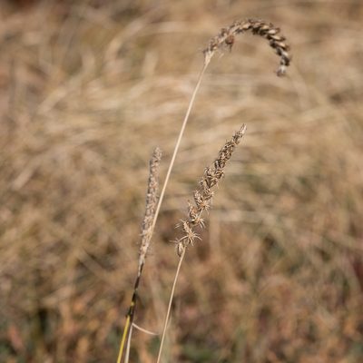Astrebla squarrosa, photographed by Kym Nicolson