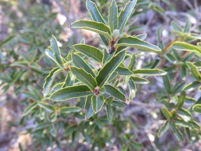 Quercus pringlei, photographed by Leticia Jiménez Hernández