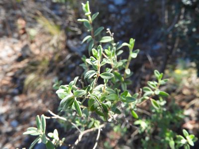 Poliomintha longiflora, photographed by Leticia Jiménez Hernández