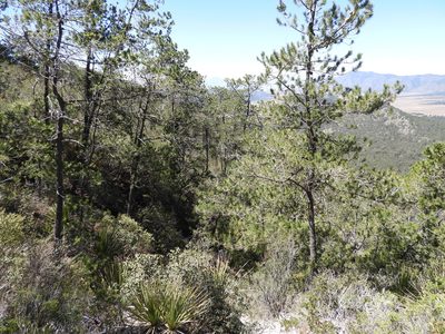 Pinus greggii, photographed by Leticia Jiménez Hernández