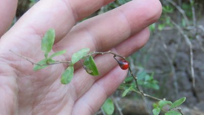 Lycium ciliatum, photographed by demianlescano