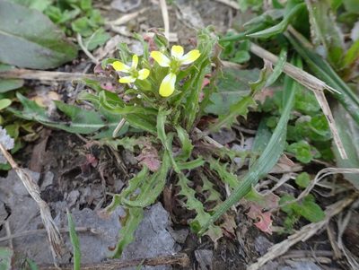 Erysimum repandum, photographed by Thomas Koffel