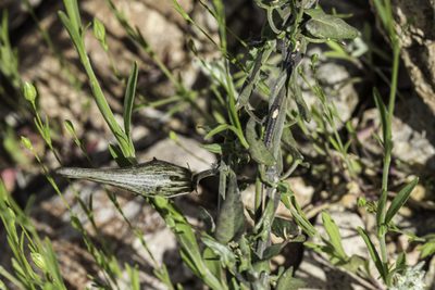 Pauciflora parvifolia, photographed by Craig Martin