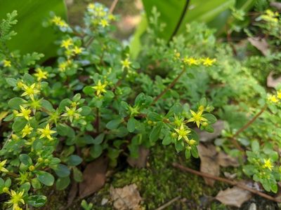 Sedum actinocarpum, photographed by Cheng-Te Hsu