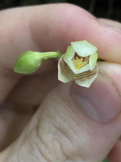 Koellensteinia graminea, photographed by Jared Shorma