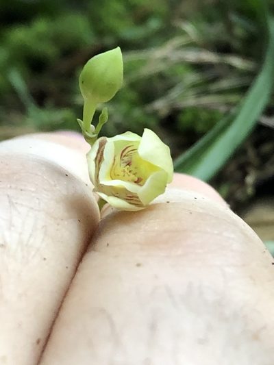 Koellensteinia graminea, photographed by Jared Shorma