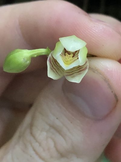 Koellensteinia graminea, photographed by Jared Shorma