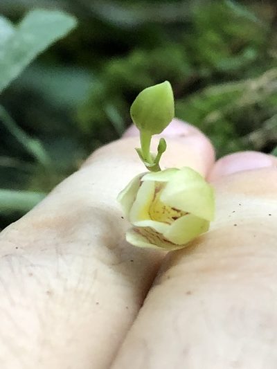 Koellensteinia graminea, photographed by Jared Shorma