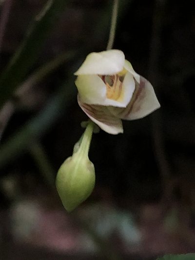 Koellensteinia graminea, photographed by Jared Shorma